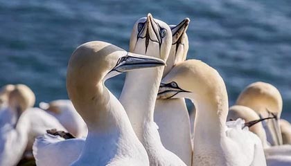 开云网页版-C9启用新人阵容引热议,c9队伍