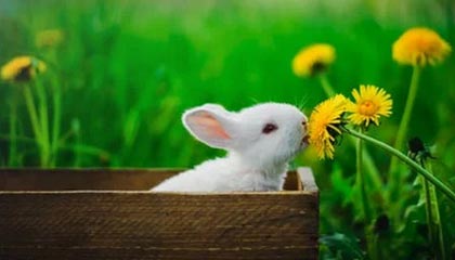 kaiyun xiazai-《路透社》:巴西女足在奥运会半决赛中击败西班牙,奥运会女足巴西队